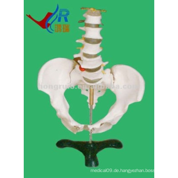HR-115 Basic Lendenwirbelsäule mit Becken-Skelett, Lehre weibliches Becken-Modell
